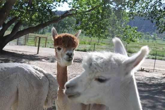 Sopris Alpaca Farm